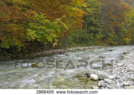 Stock Photo - River flowing through forest, Halblech, Ostallgau, Allgau, Bavaria, Germany . Fotosearch