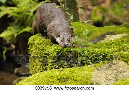 river otter, Bavarian Forest, Germany View Large Photo Image Stock Photo - river otter, Bavarian Forest, Germany . Fotosearch
