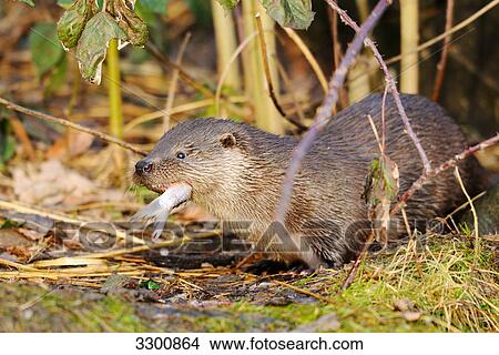 River otter (Lutra lutra) eating a fish, side view View Large Photo Image Picture - River otter (Lutra lutra) eating a fish, side view . Fotosearch