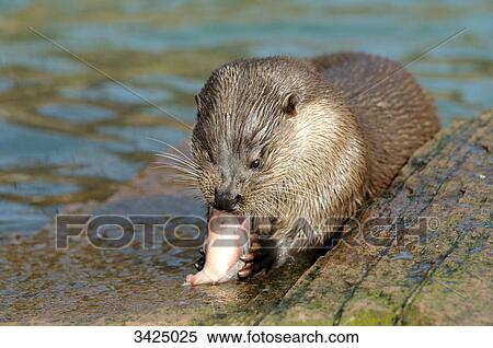 Stock Photography - River otter (Lutra lutra) eating a fish, close-up . Fotosearch