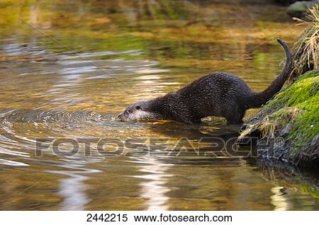 River Otter (Lutra lutra) in river View Large Photo Image Stock Photography - River Otter (Lutra lutra) in river . Fotosearch