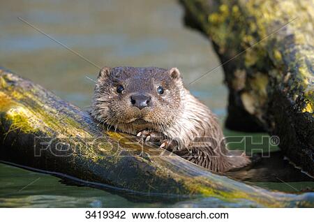 River otter (Lutra lutra) in the water looking over a branch View Large Photo Image Stock Image - River otter (Lutra lutra) in the water looking over a branch . Fotosearch