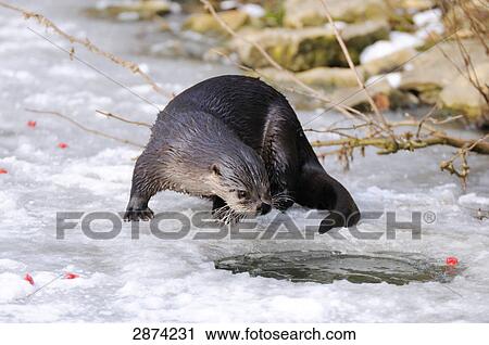 River Otter (Lutra lutra) on frozen river, Bavaria, Germany View Large Photo Image Stock Image - River Otter (Lutra lutra) on frozen river, Bavaria, Germany . Fotosearch
