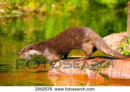 River Otter (Lutra Lutra) on stone at riverbank View Large Photo Image Stock Photo - River Otter (Lutra Lutra) on stone at riverbank . Fotosearch