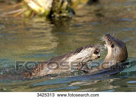 River otters (Lutra lutra) fighting in the water View Large Photo Image Stock Image - River otters (Lutra lutra) fighting in the water . Fotosearch