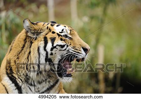 Stock Photography - Roaring Siberian tiger (Panthera tigris altaica) . Fotosearch