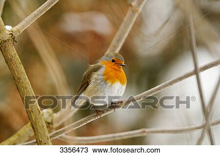 Robin redbreast (Erithacus rubecula) sitting on a twig, Bavaria, Germany, close-up View Large Photo Image Stock Image - Robin redbreast (Erithacus rubecula) sitting on a twig, Bavaria, Germany, close-up . Fotosearch