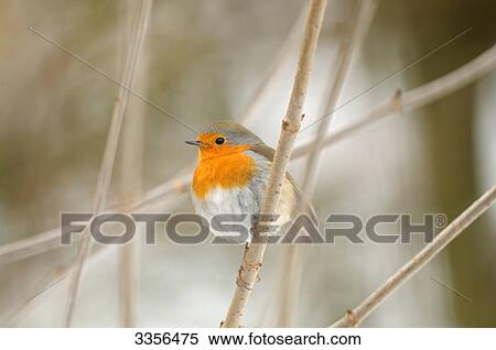 Robin redbreast (Erithacus rubecula) sitting on a twig, Bavaria, Germany, close-up View Large Photo Image Stock Photography - Robin redbreast (Erithacus rubecula) sitting on a twig, Bavaria, Germany, close-up . Fotosearch
