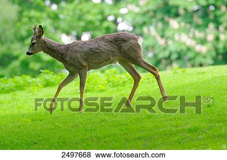 Roe deer (Capreolus capreolus) buck in forest View Large Photo Image Stock Photo - Roe deer (Capreolus capreolus) buck in forest . Fotosearch