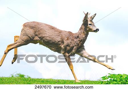 Stock Image - Roe deer (Capreolus capreolus) buck running in field . Fotosearch