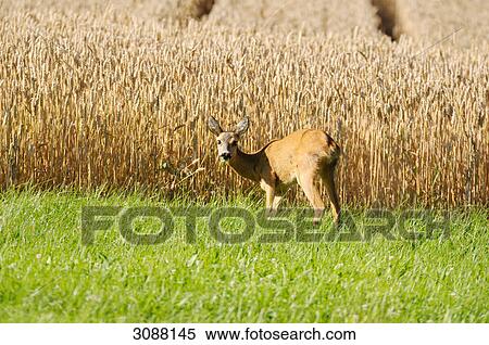 Roe Deer (Capreolus capreolus) in front of a grain filed, facing camera View Large Photo Image Stock Photography - Roe Deer (Capreolus capreolus) in front of a grain filed, facing camera . Fotosearch