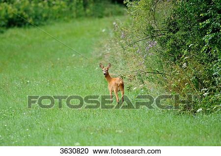 Stock Image - Roe Deer (Capreolus capreolus) in meadow . Fotosearch