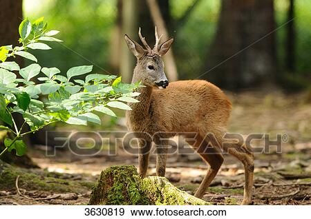 Stock Photo - Roe Deer (Capreolus capreolus) in the woods . Fotosearch