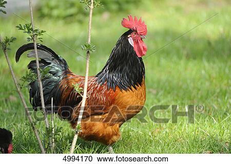 Stock Image - Rooster in meadow . Fotosearch