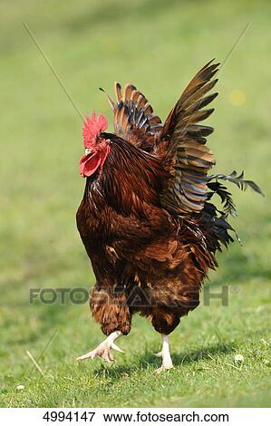 Stock Photo - Rooster in meadow . Fotosearch