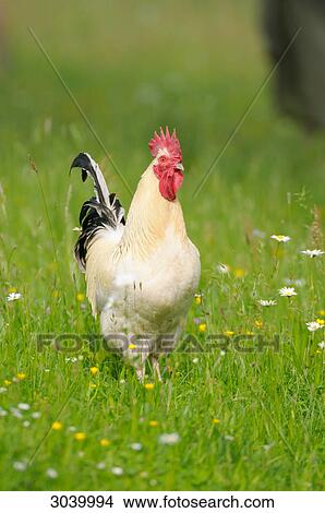 Picture - Rooster on a meadow . Fotosearch