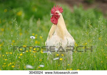 Picture - Rooster on a meadow . Fotosearch