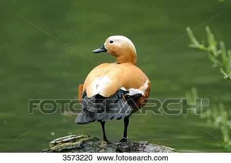 Stock Image - Ruddy Shelduck (Tadorna ferruginea) standing at water's edge, Zoo Augsburg, Germany . Fotosearch