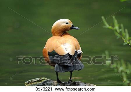 Ruddy Shelduck (Tadorna ferruginea) standing at water's edge, Zoo Augsburg, Germany View Large Photo Image Stock Image - Ruddy Shelduck (Tadorna ferruginea) standing at water's edge, Zoo Augsburg, Germany . Fotosearch