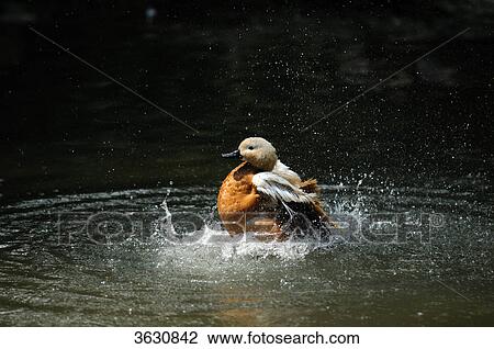 Stock Image - Ruddy Shelduck (Tadorna ferruginea) flapping wings on water . Fotosearch