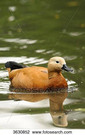 Ruddy Shelduck (Tadorna ferruginea) swimming on water View Large Photo Image Stock Image - Ruddy Shelduck (Tadorna ferruginea) swimming on water . Fotosearch