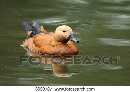 Stock Photo - Ruddy Shelduck (Tadorna ferruginea) swimming on water . Fotosearch
