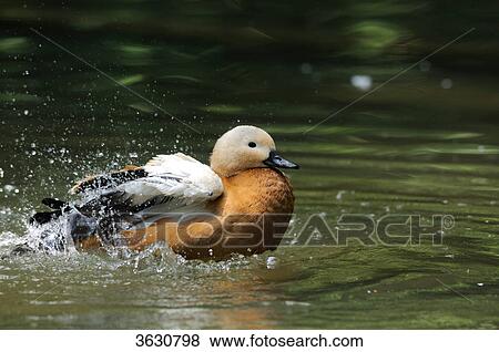 Ruddy Shelduck (Tadorna ferruginea) flapping wings on water View Large Photo Image Stock Photo - Ruddy Shelduck (Tadorna ferruginea) flapping wings on water . Fotosearch