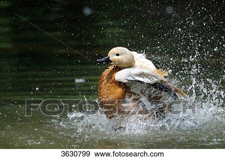Ruddy Shelduck (Tadorna ferruginea) flapping wings on water View Large Photo Image Stock Photo - Ruddy Shelduck (Tadorna ferruginea) flapping wings on water . Fotosearch