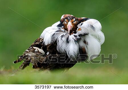 Ruff (Philomachus pugnax) in display View Large Photo Image Stock Photo - Ruff (Philomachus pugnax) in display . Fotosearch