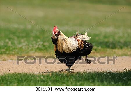Running chicken View Large Photo Image Stock Image - Running chicken . Fotosearch