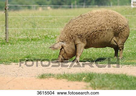 Running Mangalica Pig View Large Photo Image Picture - Running Mangalica Pig . Fotosearch