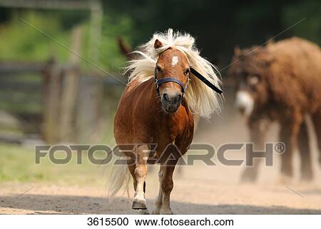 Running Shetland pony View Large Photo Image Stock Image - Running Shetland pony . Fotosearch