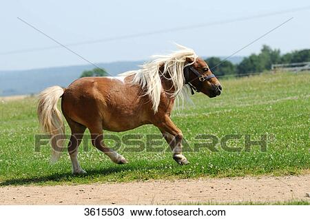 Running Shetland pony View Large Photo Image Stock Image - Running Shetland pony . Fotosearch
