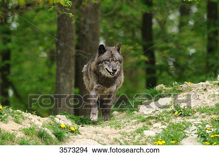 Running Wolf (Canis lupus) View Large Photo Image Picture - Running Wolf (Canis lupus) . Fotosearch