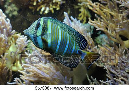 Stock Photo - Sailfin Tang (Zebrasoma veliferum) . Fotosearch