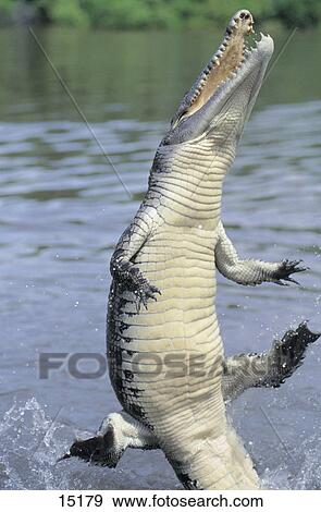 Saltwater Crocodile (Crocodylus porosus) leaping out of river, Adelaide River, Northern Territory, Australia, animal predator View Large Photo Image Stock Photo - Saltwater Crocodile (Crocodylus porosus) leaping out of river, Adelaide River, Northern Territory, Australia, animal predator . Fotosearch