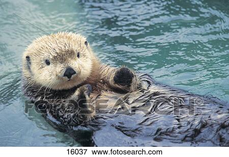 Stock Photo - Sea Otter (Enhydra lutris) swimming in pool, Stanley Park, Vancouver, British Columbia, Canada . Fotosearch
