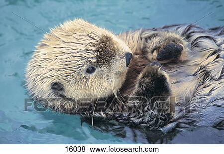 Sea Otter (Enhydra lutris) swimming in pool, Stanley Park, Vancouver, British Columbia, Canada View Large Photo Image Stock Photo - Sea Otter (Enhydra lutris) swimming in pool, Stanley Park, Vancouver, British Columbia, Canada . Fotosearch