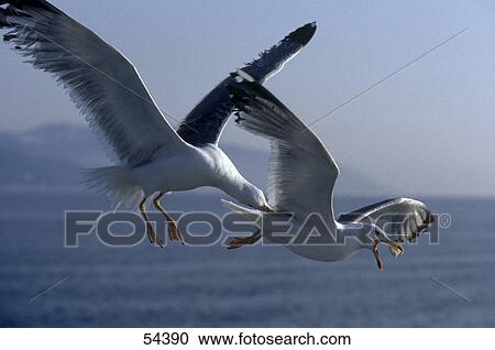 Stock Image - Seagull attacking another seagull in flight . Fotosearch