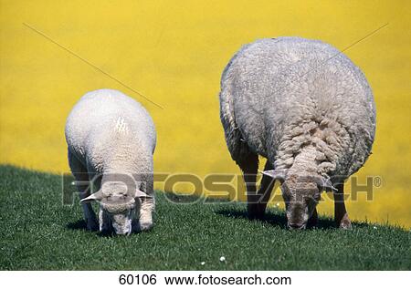Sheep and lamb grazing grass in field View Large Photo Image Stock Photograph - Sheep and lamb grazing grass in field . Fotosearch
