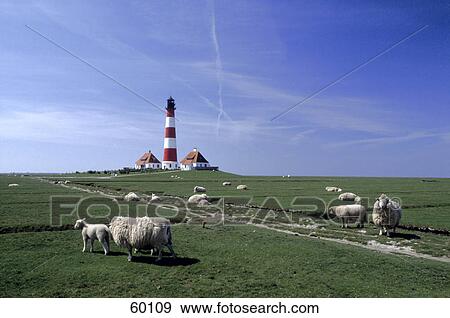 Stock Photo - Sheep and lamb in field, Germany . Fotosearch