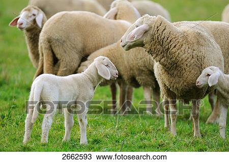 Sheep and lamb standing in field, Bavaria, Germany View Large Photo Image Stock Image - Sheep and lamb standing in field, Bavaria, Germany . Fotosearch