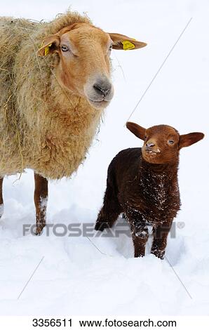 Sheep (Ovis aries) and lamb in the snow View Large Photo Image Stock Image - Sheep (Ovis aries) and lamb in the snow . Fotosearch
