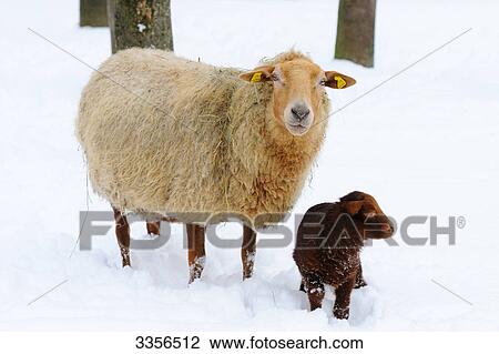 Sheep (Ovis aries) and lamb in the snow View Large Photo Image Stock Image - Sheep (Ovis aries) and lamb in the snow . Fotosearch