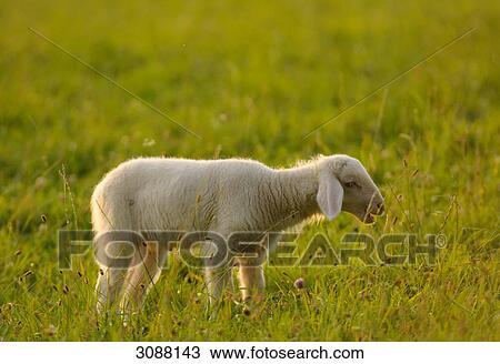 Sheep (Ovis aries) on a meadow, Bavaria, Germany, side view View Large Photo Image Stock Image - Sheep (Ovis aries) on a meadow, Bavaria, Germany, side view . Fotosearch