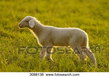 Sheep (Ovis aries) on a meadow, Bavaria, Germany, side view View Large Photo Image Stock Photograph - Sheep (Ovis aries) on a meadow, Bavaria, Germany, side view . Fotosearch