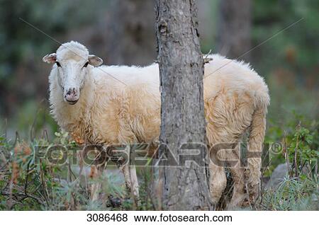 Sheep (Ovis aries) standing behind a tree trunk, facing camera View Large Photo Image Stock Photo - Sheep (Ovis aries) standing behind a tree trunk, facing camera . Fotosearch