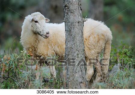 Sheep (Ovis aries) standing behind a tree trunk View Large Photo Image Stock Photography - Sheep (Ovis aries) standing behind a tree trunk . Fotosearch
