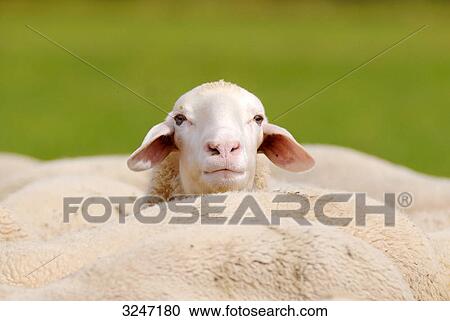 Sheep (Ovis orientalis aries) looking above the backs of the flock View Large Photo Image Stock Image - Sheep (Ovis orientalis aries) looking above the backs of the flock . Fotosearch
