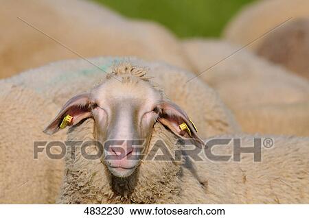 Stock Image - Sheep (Ovis orientalis aries) . Fotosearch